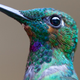Illustration for article titled The Detail In This Hummingbird Photograph Is Unreal